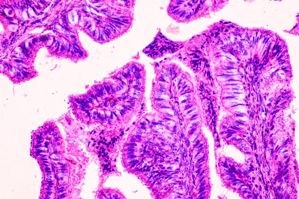 istock Education anatomy and Histological sample of Human under the microscope. 1295420961