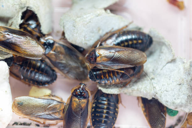 abandoned apartment Close-Up of a Lifeless Cockroach