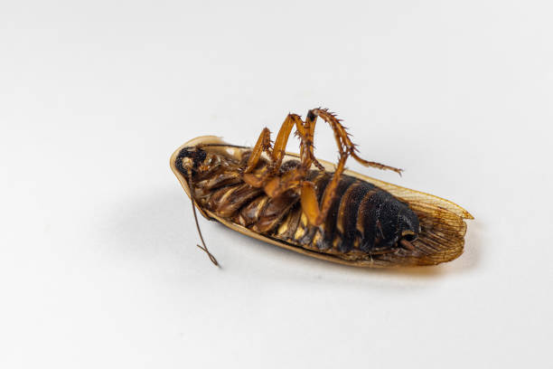 istock Study of the structure of Blaptica dubia, Dubia roach, also known as the orange-spotted roach in the laboratory. 1295421118