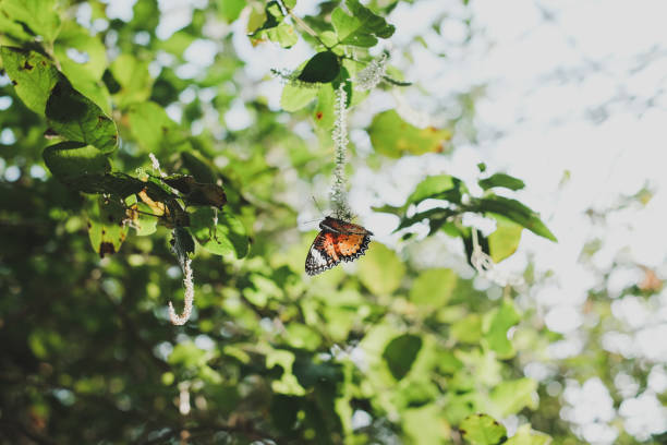 istock Colorful butterfly hanging on tree and flower during the day 1295421275