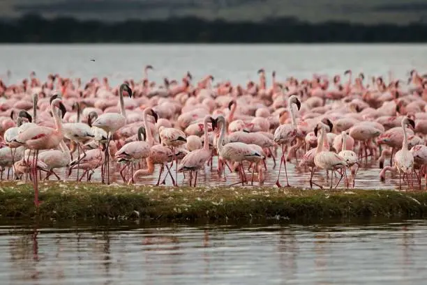Photo of Flamingos at Lake Elementaita, Kenya, on december 25, 2020.