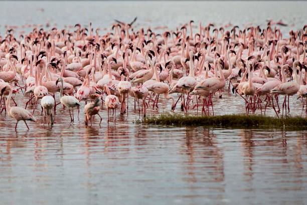 istock Flamingos at Lake Elementaita, Kenya, on december 25, 2020. 1295422791