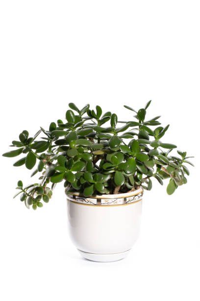 istock Houseplant Crassula in a flower pot on a white background 1295423511