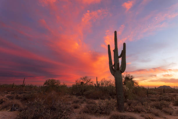 istock Arizona desert sunset with Saguaro Cactus 1295423657