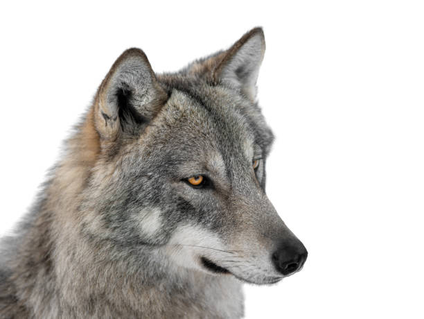 istock gray wolf portrait isolated on white 1295423668