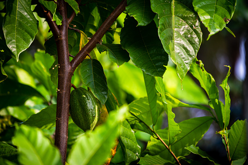 View of cacao fruits hanging in a cacao tree. Yellow color cocoa fruit (also known as Theobroma cacao)