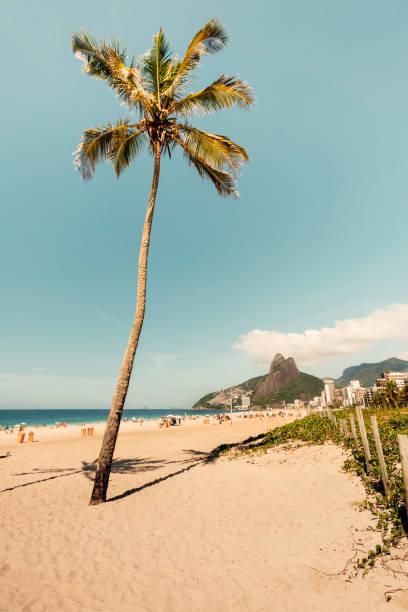 istock Single Palm on famous Ipanema Beach, Rio De Janeiro 1295425386