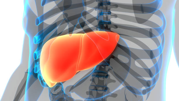 istock Human Internal Digestive Organ Liver Anatomy 1295426228