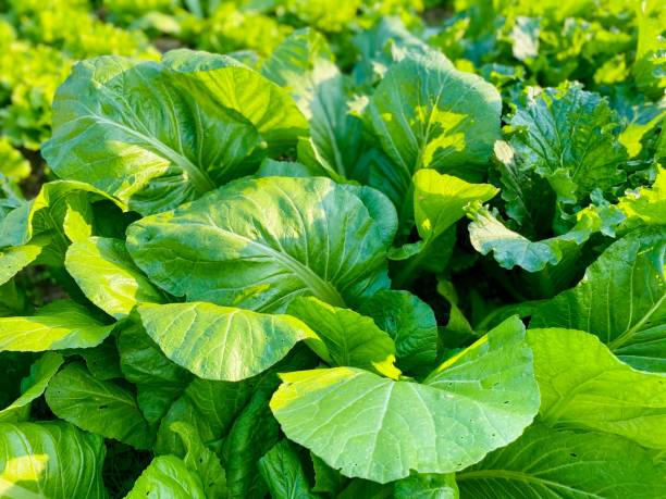istock The Fresh Vegetables in the Farm Land 1295426347