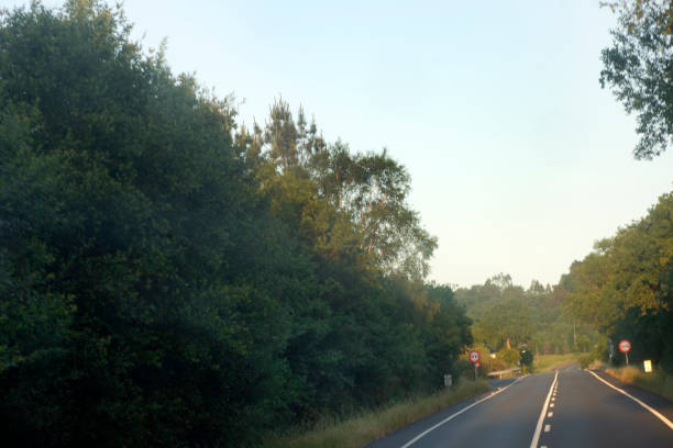 istock Country road and forest . 1295426417