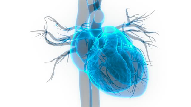 Human Heart 3d Stock Videos and Royalty-Free Footage - iStock