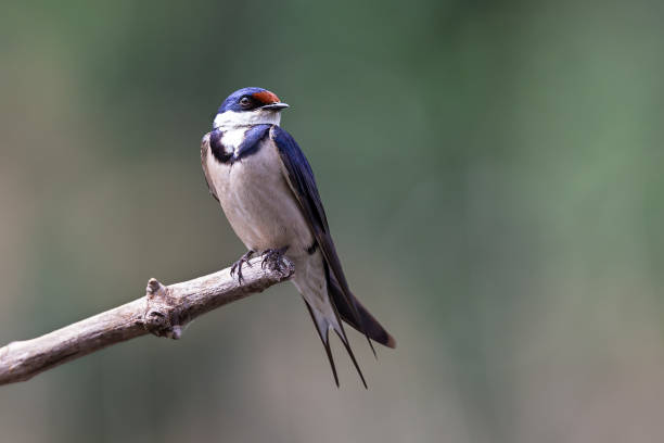 Lone White Throated Swallow sitting on a perch in the sun to rest stock photo