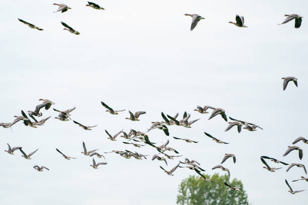 istock A large flock of geese silhouetted against a blue and white sky. Movement, selective focus 1295430098