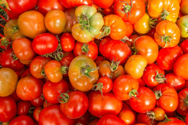 istock A box with red tomatoes, collected from stems with late blight 1295431026