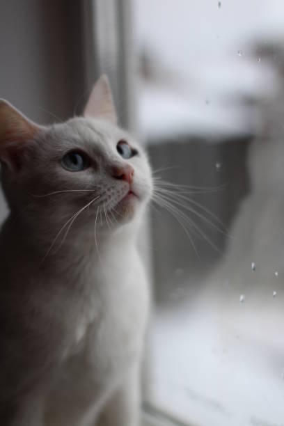 istock White Fluffy Cat with Bright Blue Eyes Looking Curiously Out Window 1295431297