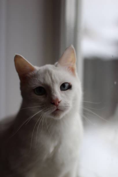 istock White Fluffy Cat with Bright Blue Eyes Looking Curiously Squinting at the Camera Sitting on Window 1295431919