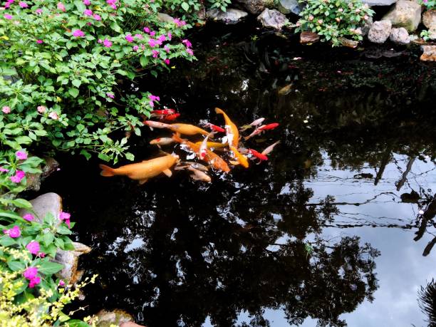istock The Fishes in The Pond 1295432008