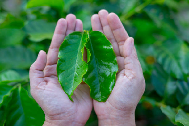 istock coffee leaves with agriculturist hands. 1295432012