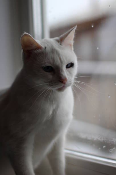 istock White Fluffy Cat with Bright Blue Eyes Looking Curiously Out Window 1295432019