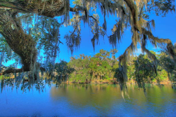 istock Blue Spring State Park in Florida, USA 1295434246