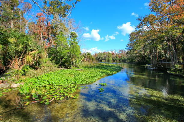 istock Blue Spring State Park in Florida, USA 1295434365