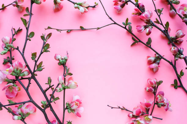istock spring composition. flowering branch of azalea and space for text 1295434492