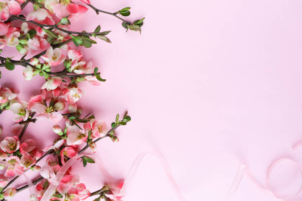 istock spring composition. flowering branch of azalea and space for text 1295434514