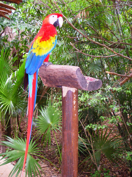 istock parrot, bird, macaw, red, blue, yellow 1295434709