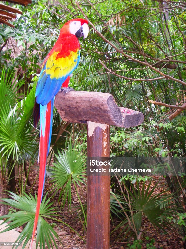 Key Holder Scarlet Macaw S - Vẽ Vẹt Đỏ Đuôi Dài, HD Png Download ,  Transparent Png Image - PNGitem
