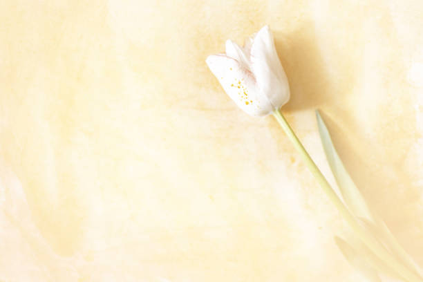 One white Tulip is lying on a paper painted with beige watercolours background.