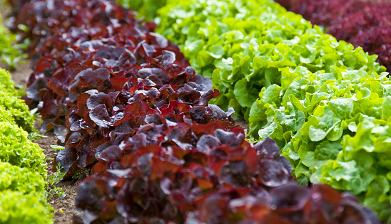 Close-up of organic lettuce.