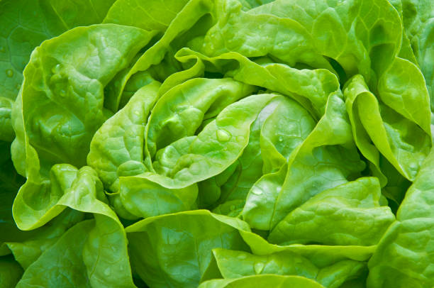 istock Freshly harvested organic lettuce. 1295435555