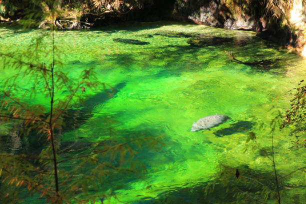 istock Manatees in Blue Spring State Park in Florida 1295435608
