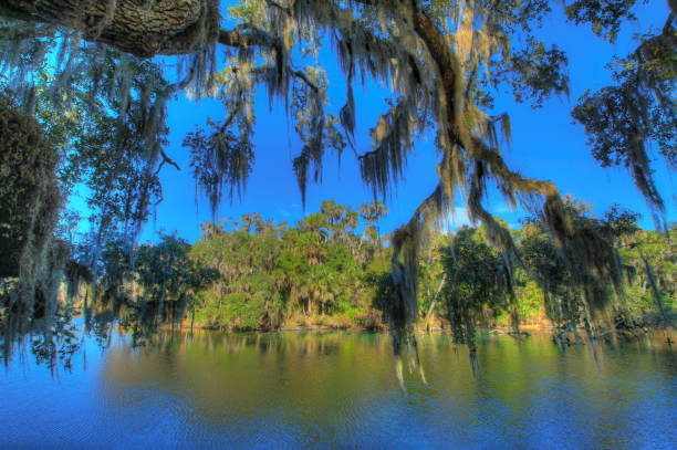 istock Blue Spring State Park in Florida, USA 1295435644