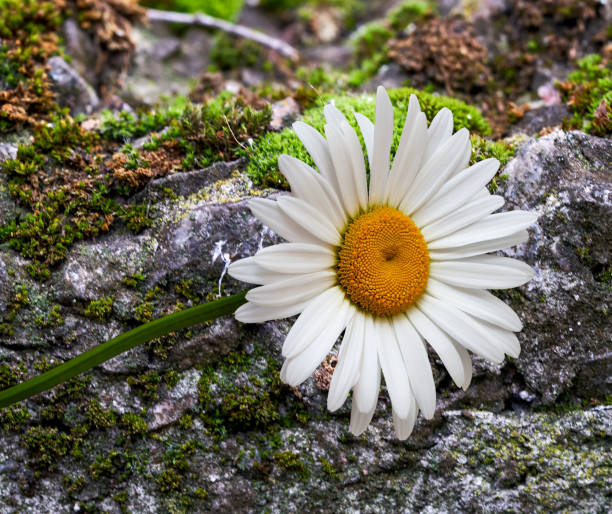 chamomile flower growing on the background of a concrete wall