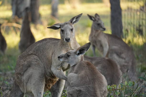 istock A group of kangaroos grooming each other 1295438585