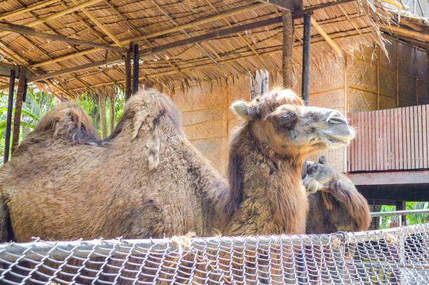 istock cute camel in country farm 1295438649