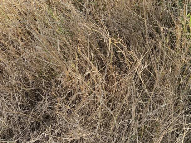 istock Dry grass in nature garden 1295438671