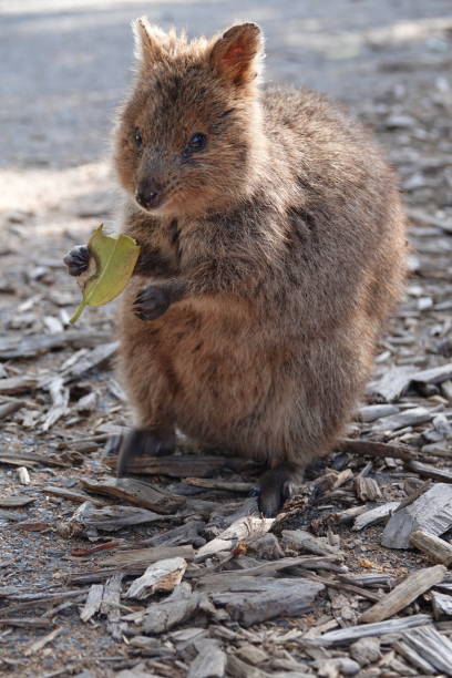 istock Close up of a quokka eating a leaf 1295438687
