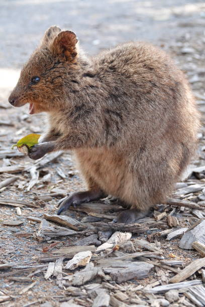 istock Close up of a quokka eating a leaf 1295438695