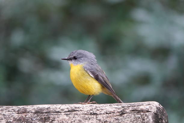 istock Portrait side view of a yellow-breasted robin sitting on a log 1295438748