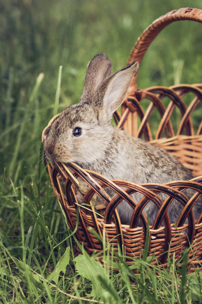 istock Grey rabbit in the Easter basket on green grass 1295439799