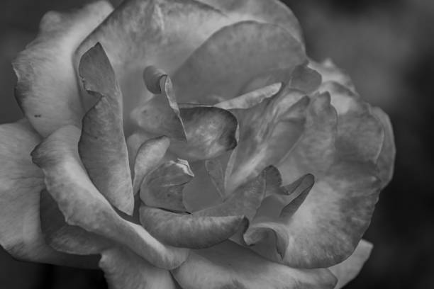 istock Italian plants and flowers 1295440135