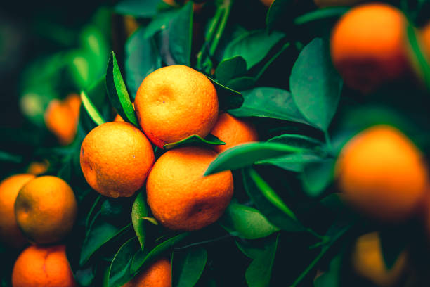 zitrusorangen wachsen auf baum - orange frucht fotos stock-fotos und bilder