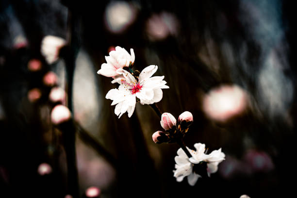 花の咲きた桃の枝 - branch blossom flower peach tree ストックフォトと画像