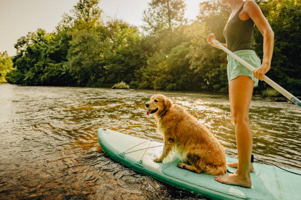 istock Stand up paddling with my dog 1295441761