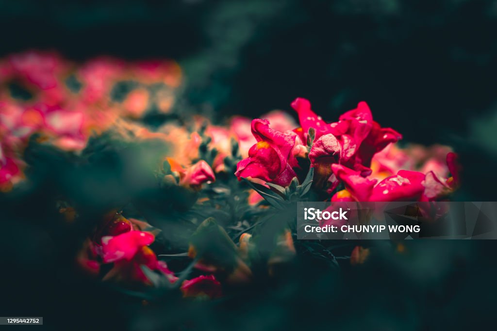 Dramatic Floweers Dramatic Flower Background Nature Background Stock Photo - Download ...