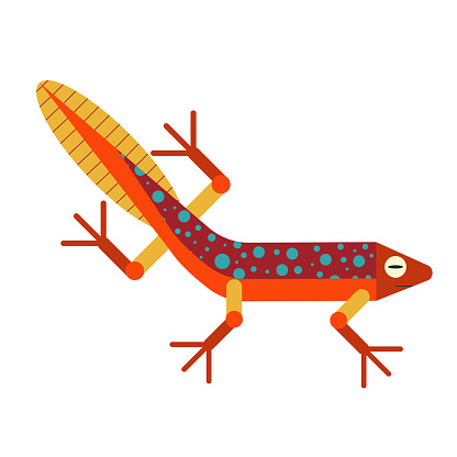 Swimming newt. Aquatic salamander with red and orange body and crested tail. Geometric stylized amphibian icon.