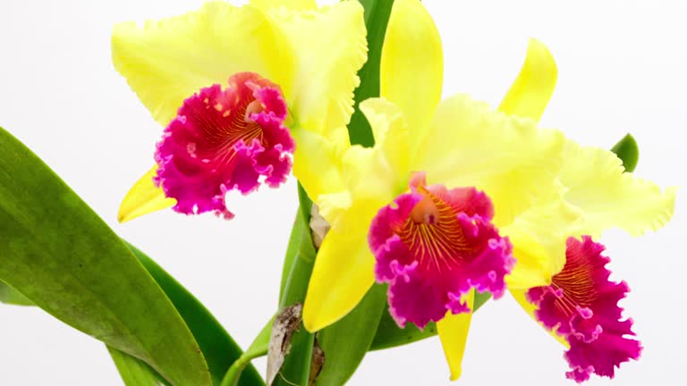 Time lapse orchid blooming.