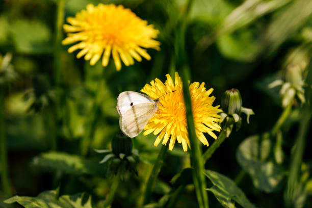 Many types of butterflies find a natural livelihood on a flower meadow